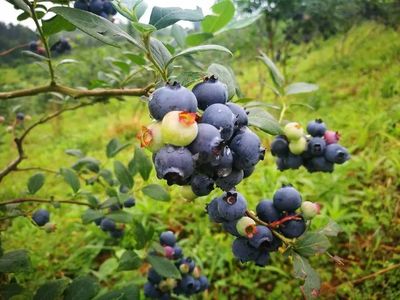 貴在公開促發(fā)展——貴州巧用展會打通農產品銷路提升品牌影響力